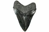 Fossil Megalodon Tooth - South Carolina #315446-2